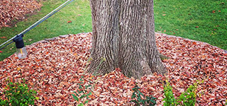 Leaves used as mulch surrounding tree trunk