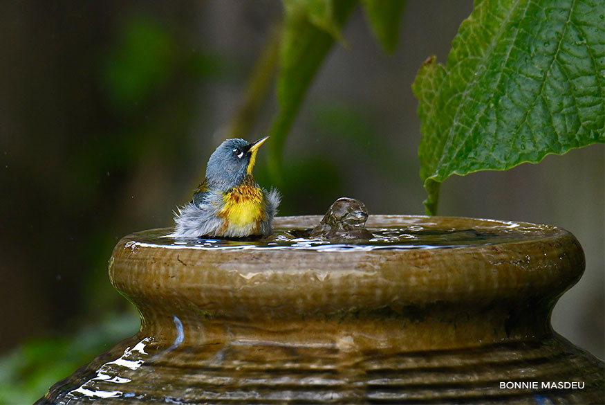 Northern Parula in Water Fountain