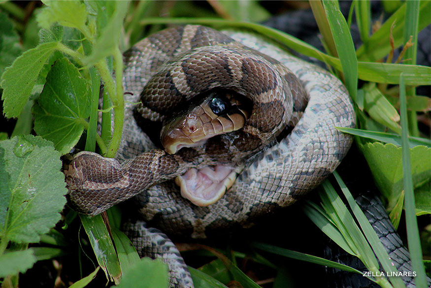 Texas corn snake and adult indigo snake fighting