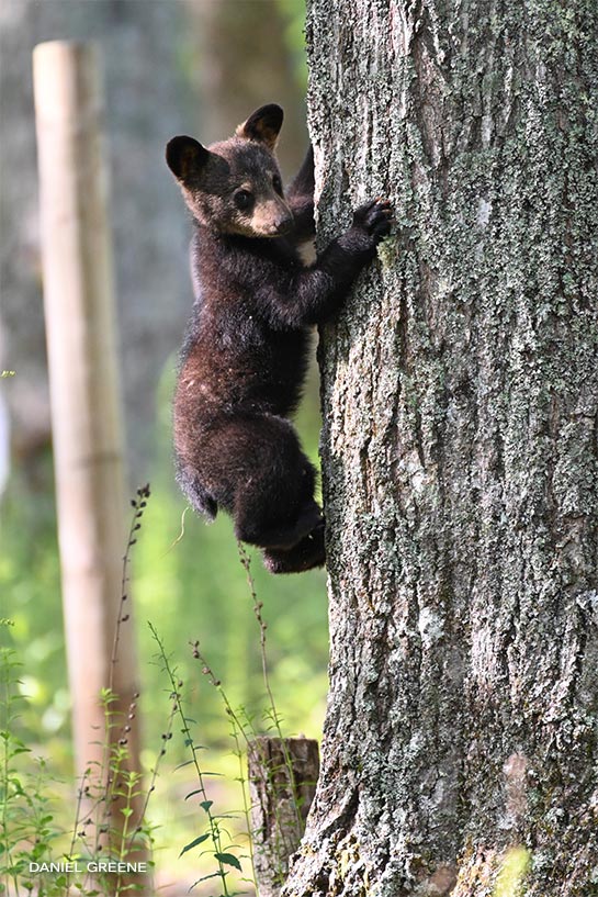 Black bear cub climbing tree