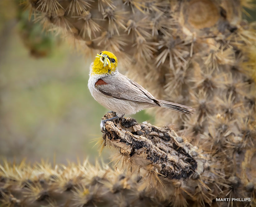 Verdin with grubs in its beak