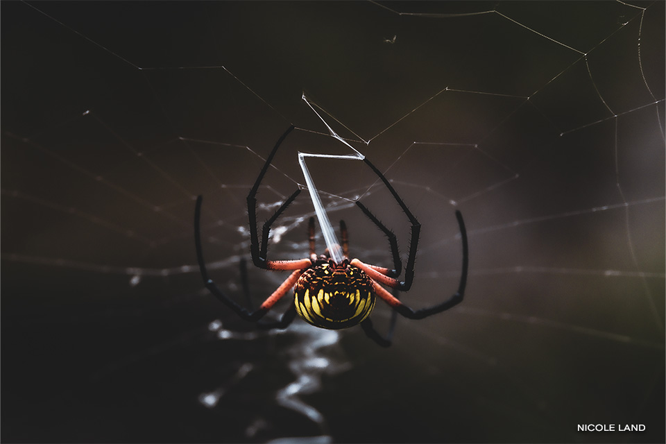Yellow Garden Spider building web