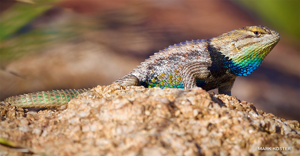 Male Desert Spiny Lizard