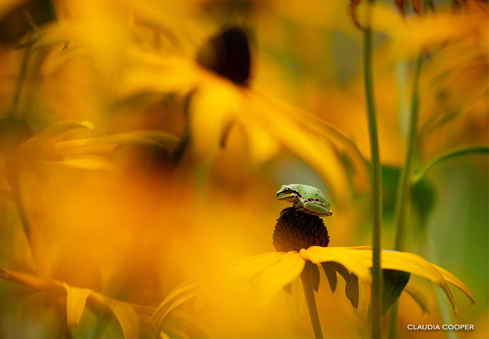 Pacific Chorus Tree Frog Sitting on a Rudbeckia Blossom