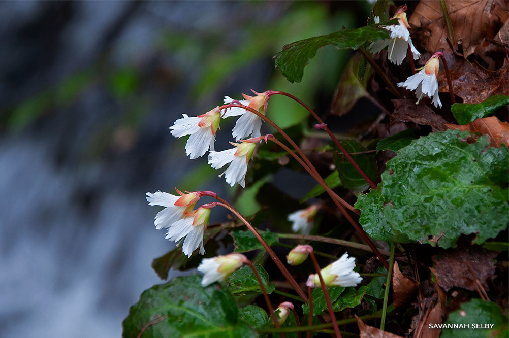 Oconee Bells