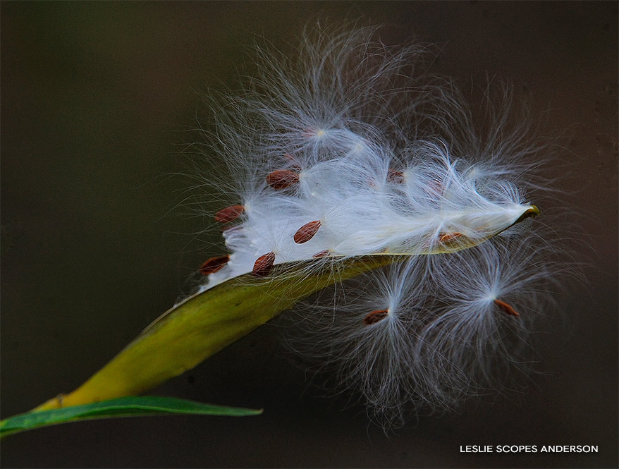 Narrowleaf Milkweed Seed Pod