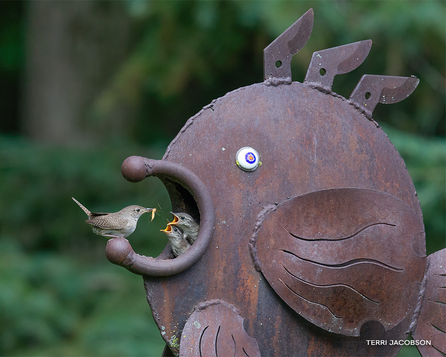 House Wren feeding babies in fish sculpture