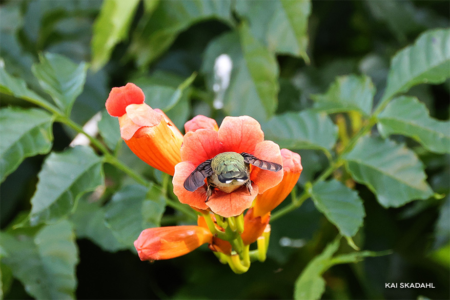Ruby-throated Hummingbird in a Trumpet Vine Flower