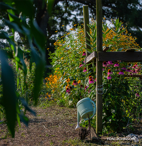 Flowers blooming in a community garden in Tudek Park in State College, PA