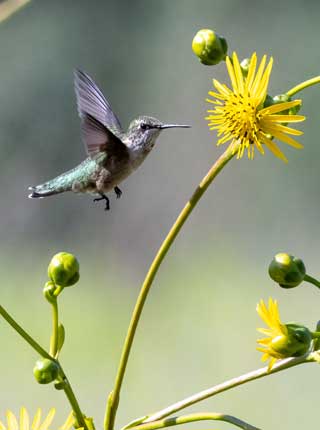 Hummingbird and yellow flower