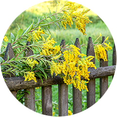 Yellow flowering plant growing along wooden picket fence