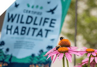 Bees on flowers with Certified Wildlife Habitat flag in the  background