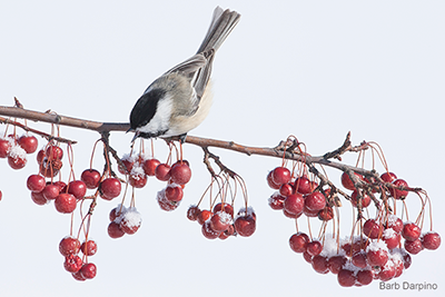 Black Capped Chickadee: Barb Darpino