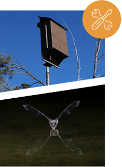 Collage featuring bat house mounted on pole with screwdriver and wrench icon and flying bat