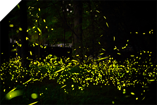 Many fireflies flashing in the dark