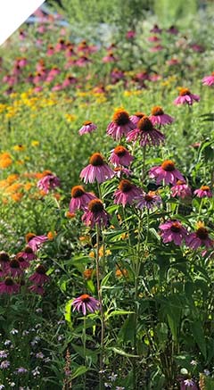 Diverse flowering plants