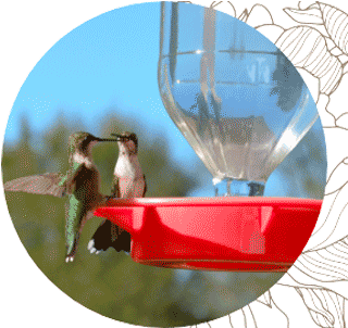 Two ruby-throated hummingbirds perched on hummingbird feeder