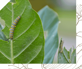 Monarch caterpillar on green leaf