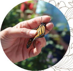 Close up of person's hand holding a Monarch butterfly