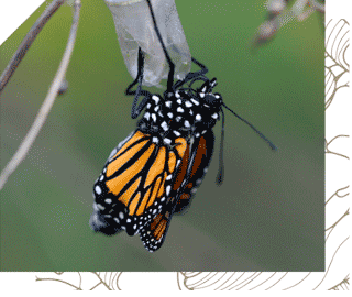 Monarch butterfly emerging from chrysalis