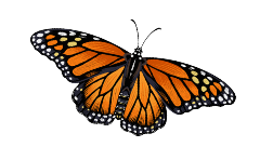 Monarch butterfly illustration