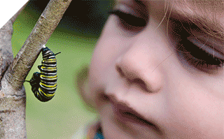 Child watching monarch caterpillar on branch