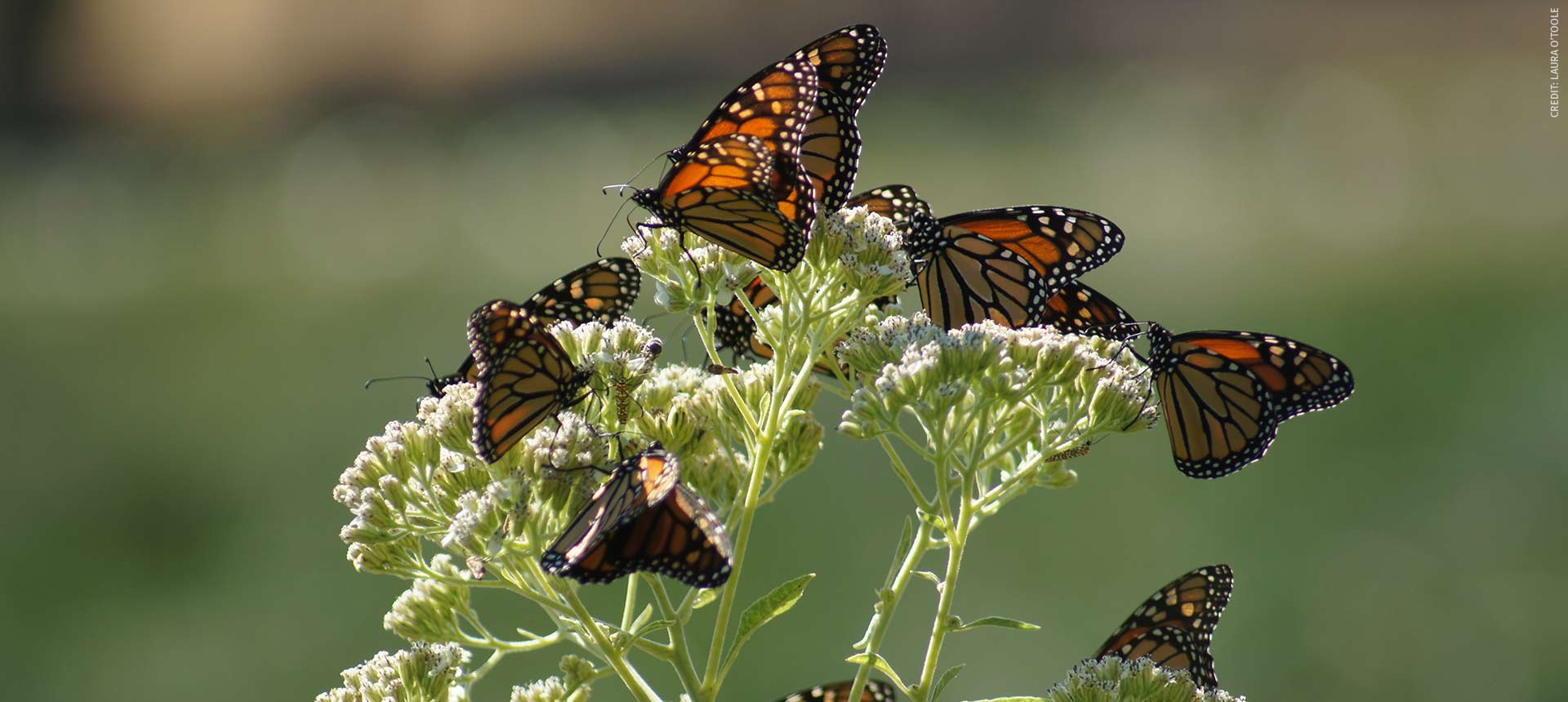Monarch butterflies