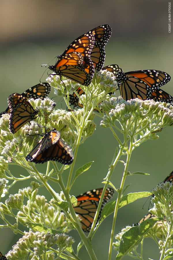Monarch butterflies