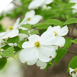 Native flowering dogwood