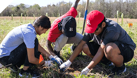 Three people working together to plant tree seedling