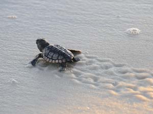 Loggerhead sea turtle hatchling