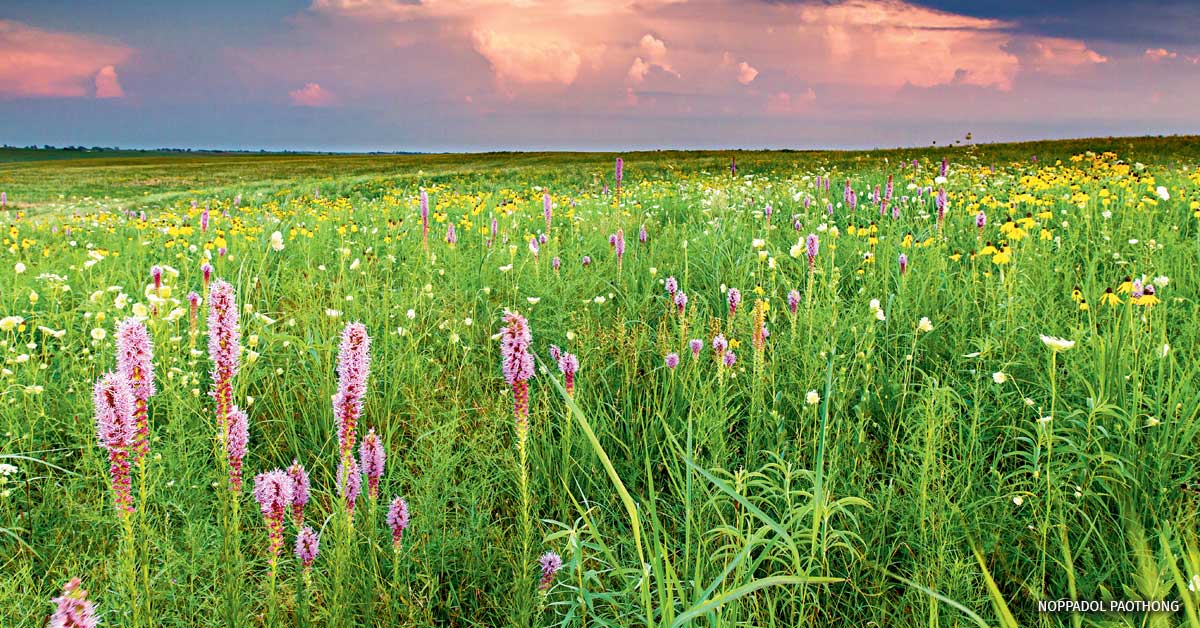 Pulse of the Heartland - Vimarsana News