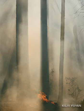 An image of the forest burning under a prescribed fire.