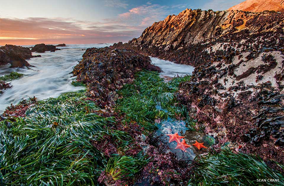 An image of a bat star trio at low tide.
