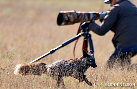 An image of a red fox and photographer.