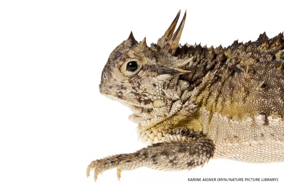 An image of a horned lizard.