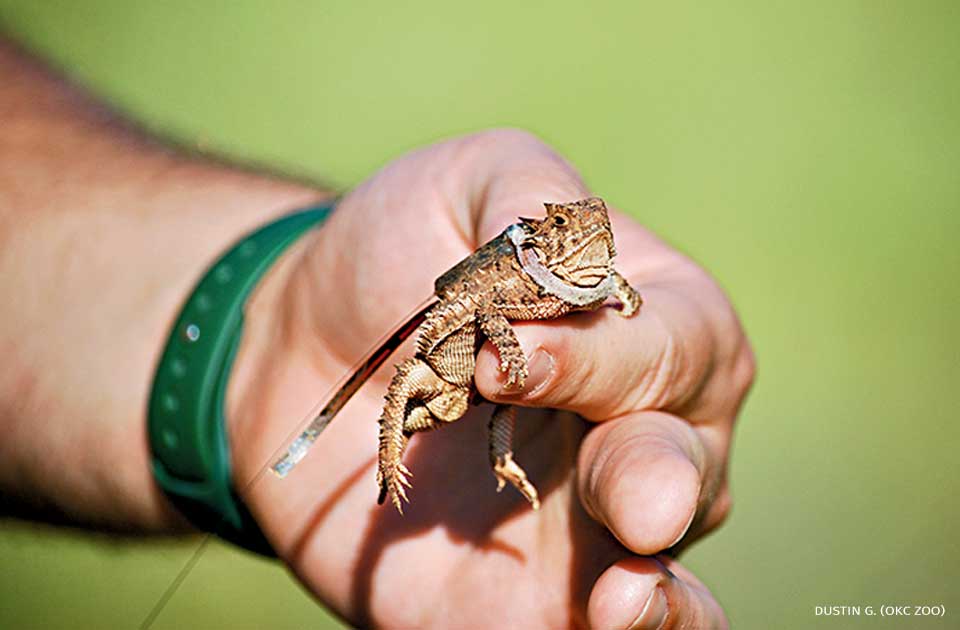 An image of a Texas horned lizard.