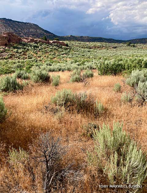An image of a sagebrush shrub site in Wyoming that has been invaded by cheatgrass.