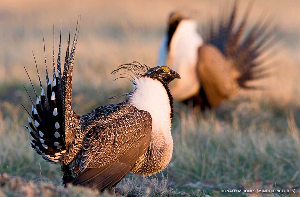 An image of a greater sage-grouse male displaying on lek.