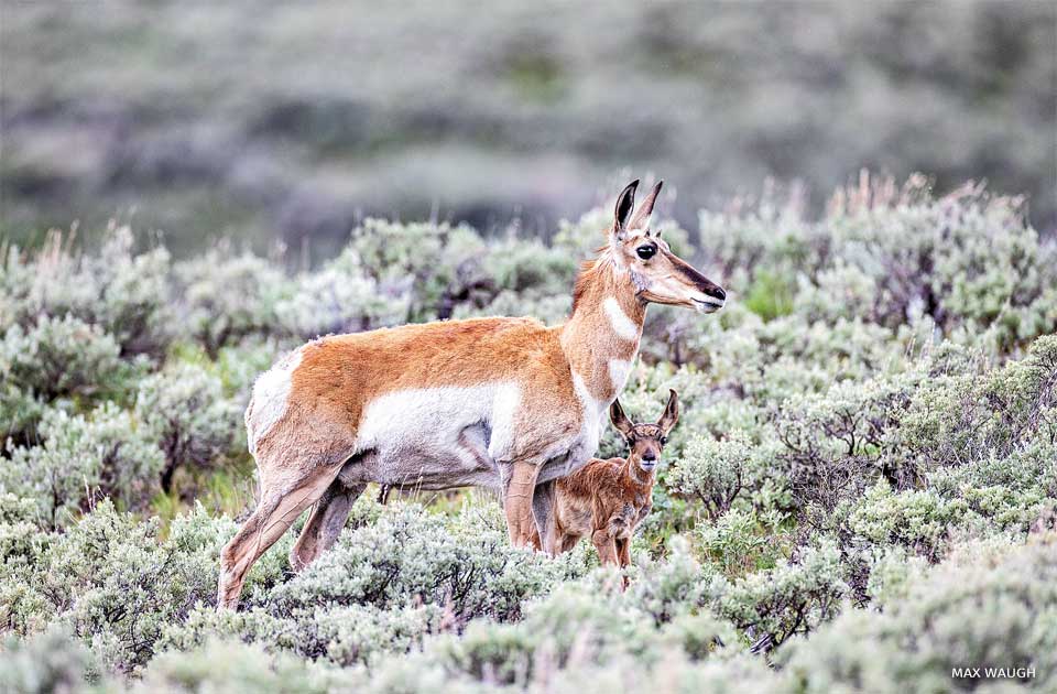 An image of a pronghorn and fawn.