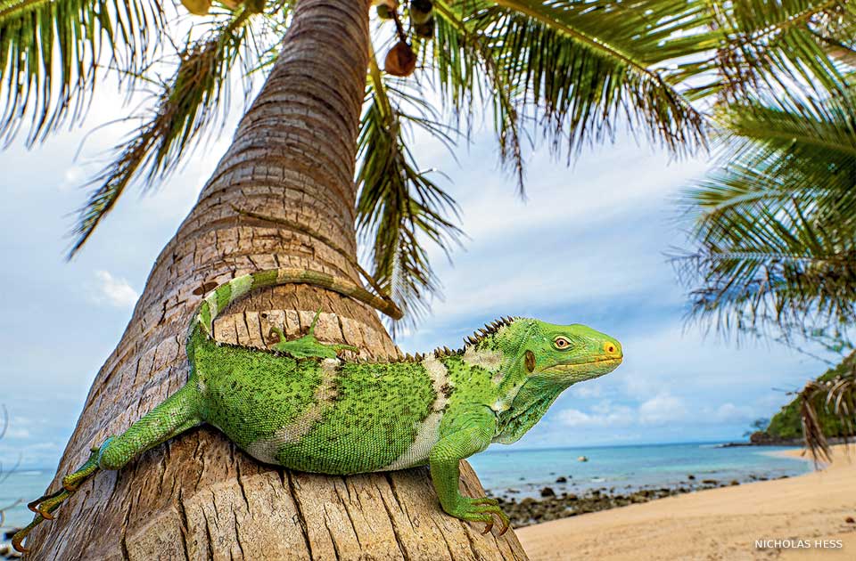 An image of a Fiji crested iguana on a coconut palm.