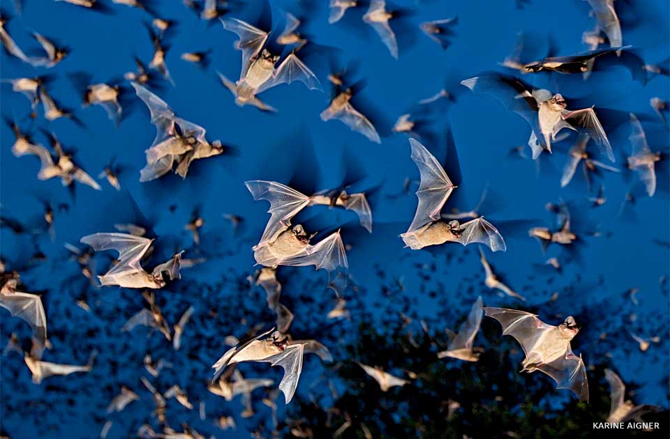 An image of Mexican free-tailed bats emerging from a cave.