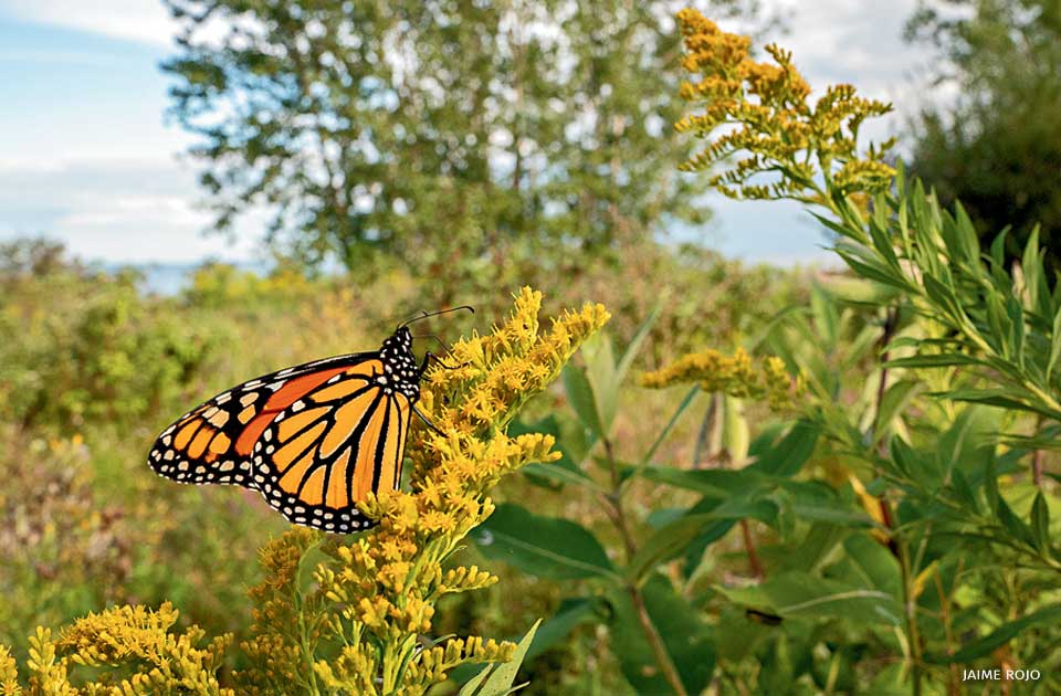 An image of a monarch butterfly perching on a blooming goldenrod.