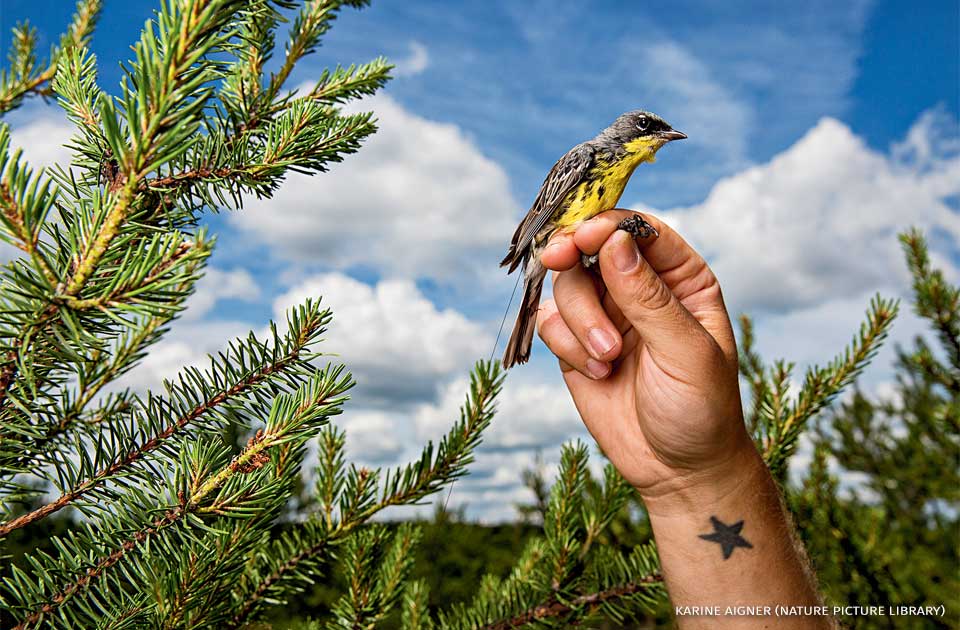 An image of a Kirtland's warbler held up in a scientist's hand.