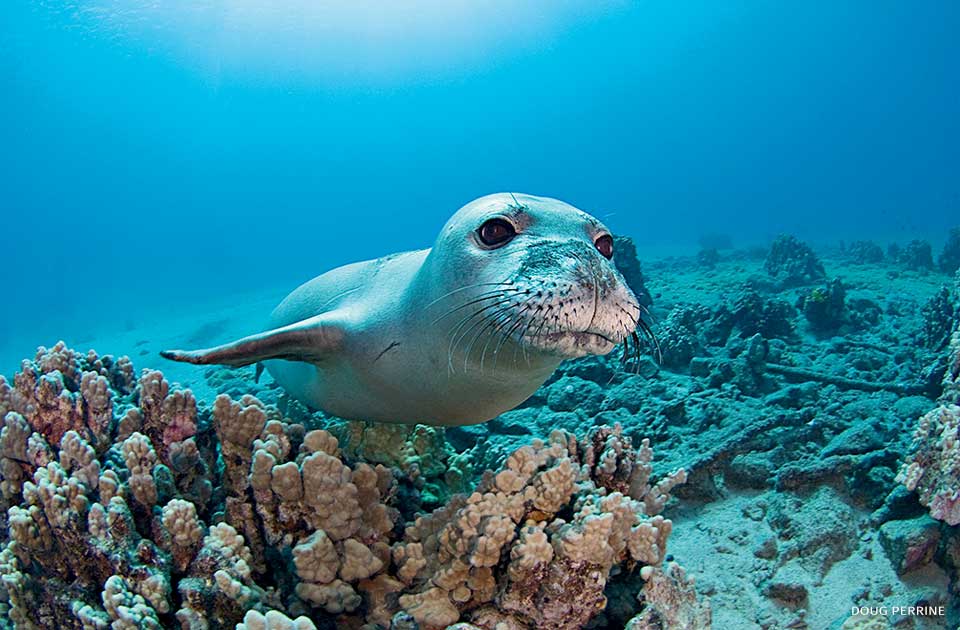 An image of a Hawaiian monk seal.