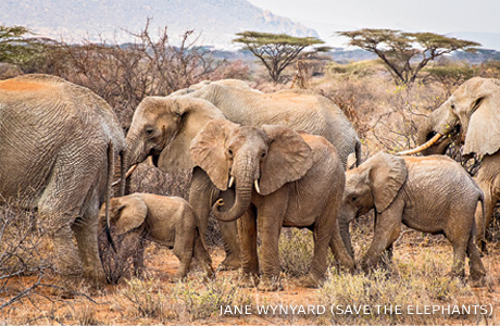 An image of elephants in Shaba National Reserve.