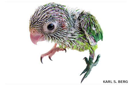 An image of a green-rumped parrotlet.