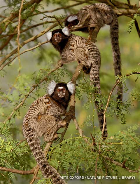 An image of white tufted ear marmosets.