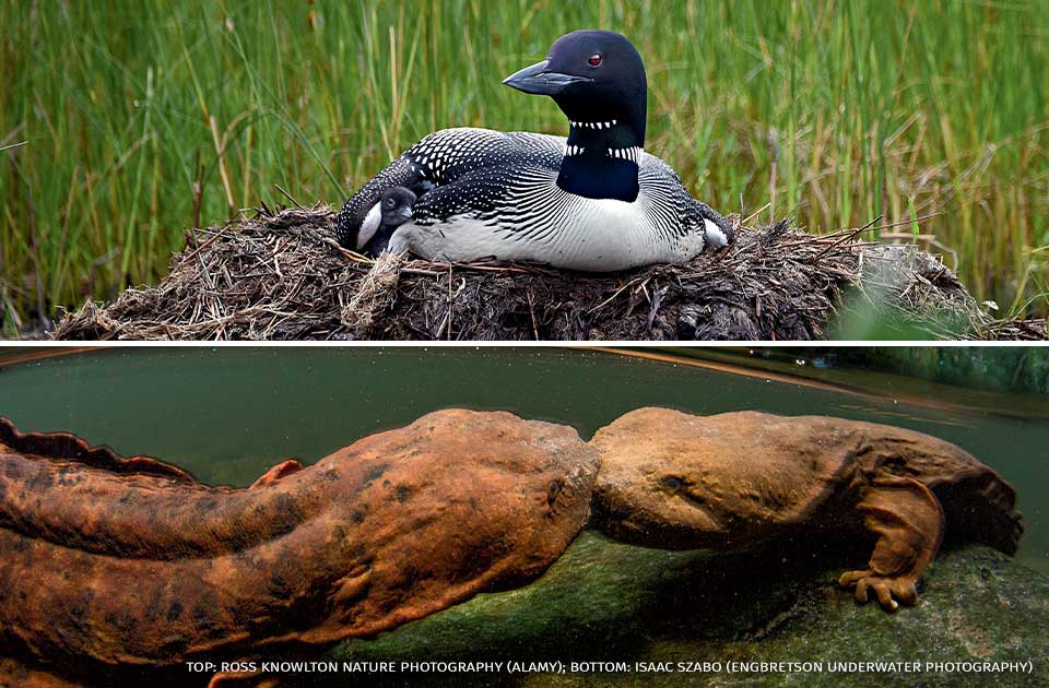 A collage containing images of a loon parent with a newly hatched chick and two male hellbenders locking jaws during a territorial dispute.
