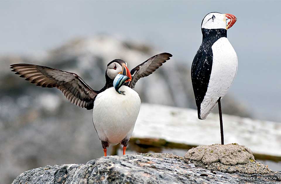 An image of a puffin with a herring standing next to a puffin decoy.